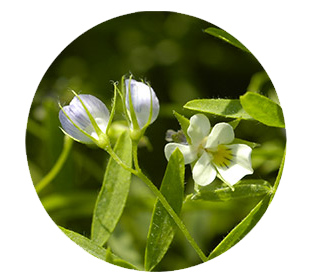 Floraison en mai-juin avec de toutes petites fleurs blanches, irisées de violet