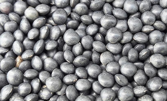Lentilles-noires-Beluga