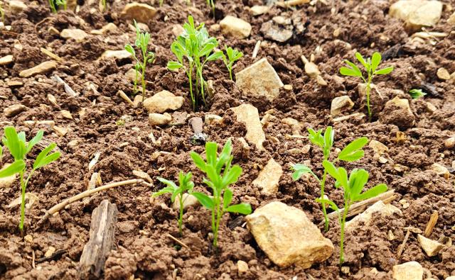 Pousse de Lentilles Vertes du Berry