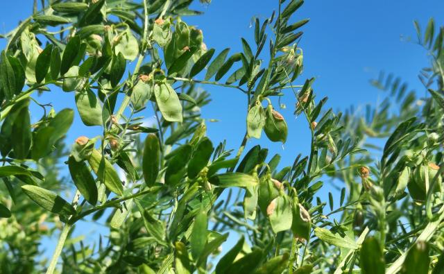 Plant de Lentilles avec gousses vertes