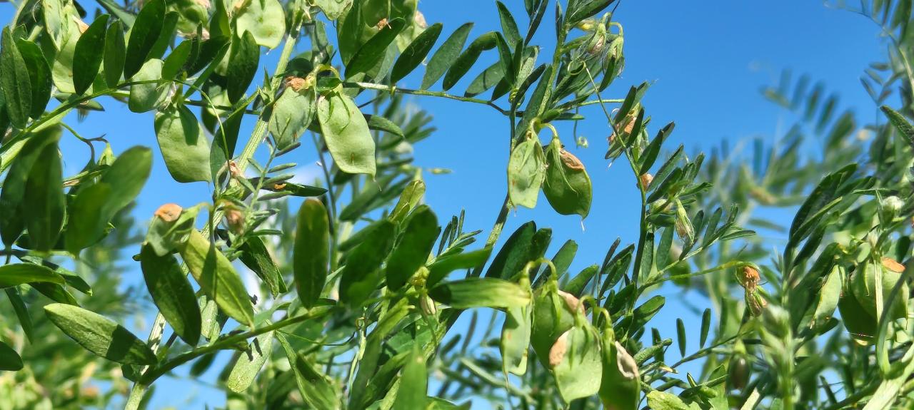 Plant de Lentilles avec gousses vertes 