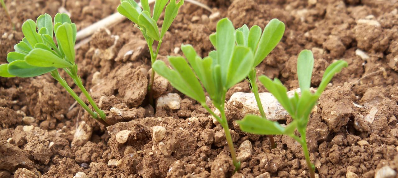 Pousse Lentilles Vertes du Berry