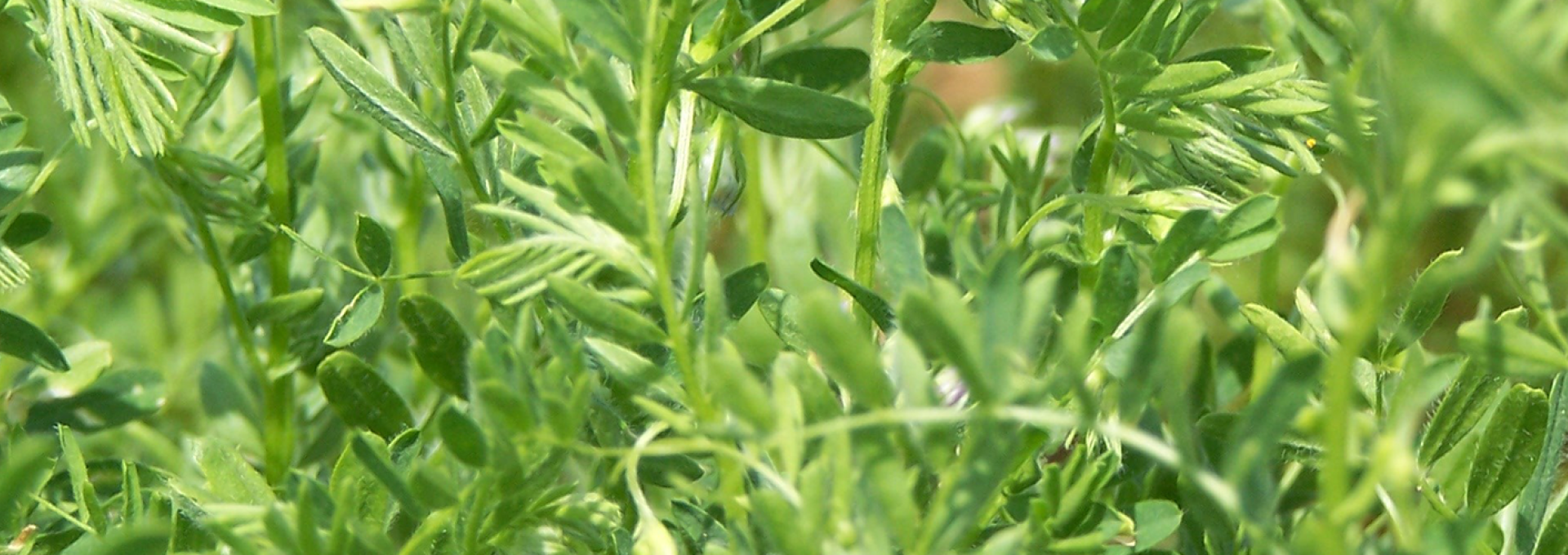 Accueil  Les Lentilles du Berry